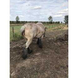 Te Koop Trekpaard Merrie
