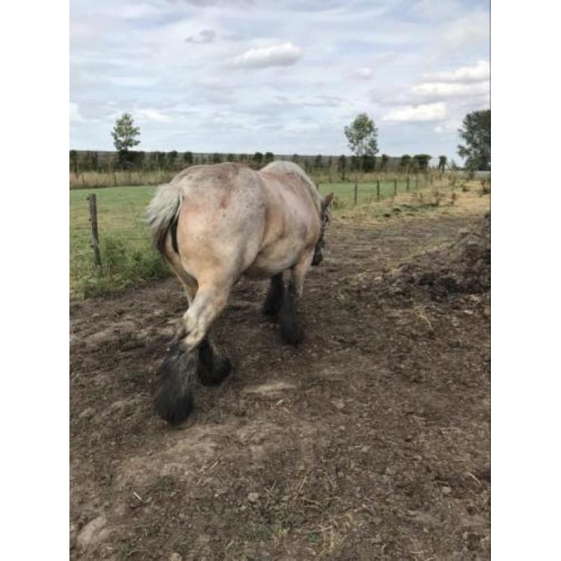 Te Koop Trekpaard Merrie