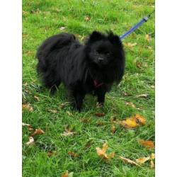 Pomchi reu