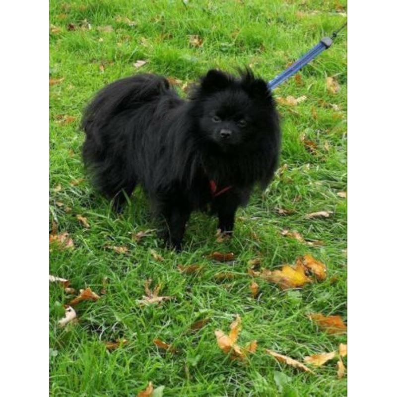 Pomchi reu