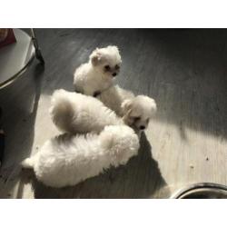 Prachtige Maltese pups