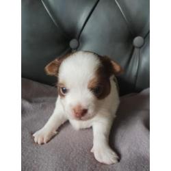 Nog 2 prachtige Chihauhau pups te koop