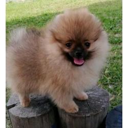 Zeer exclusief Teefje Pomerania/Pomeriaan/Dwergkeesje/FCI
