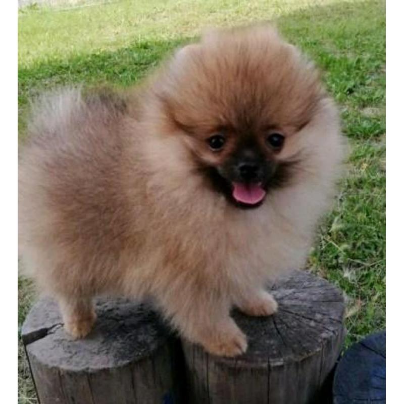 Zeer exclusief Teefje Pomerania/Pomeriaan/Dwergkeesje/FCI