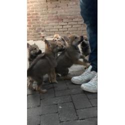 Tsjechoslowaakse Wolfhond pups