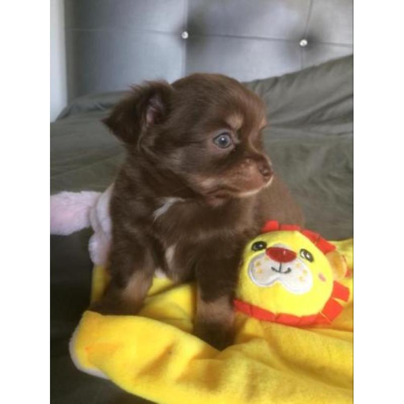 Chihuahua puppys