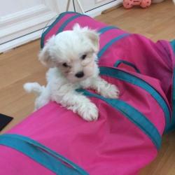 Prachtige Maltese pups