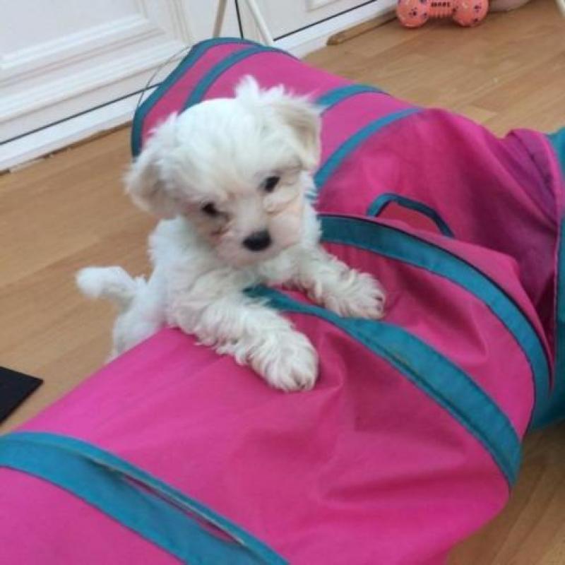 Prachtige Maltese pups