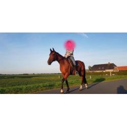 braaf recreatie paard