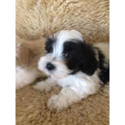 Kleinblijvende Boomer pups