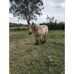 Te Koop Trekpaard Merrie