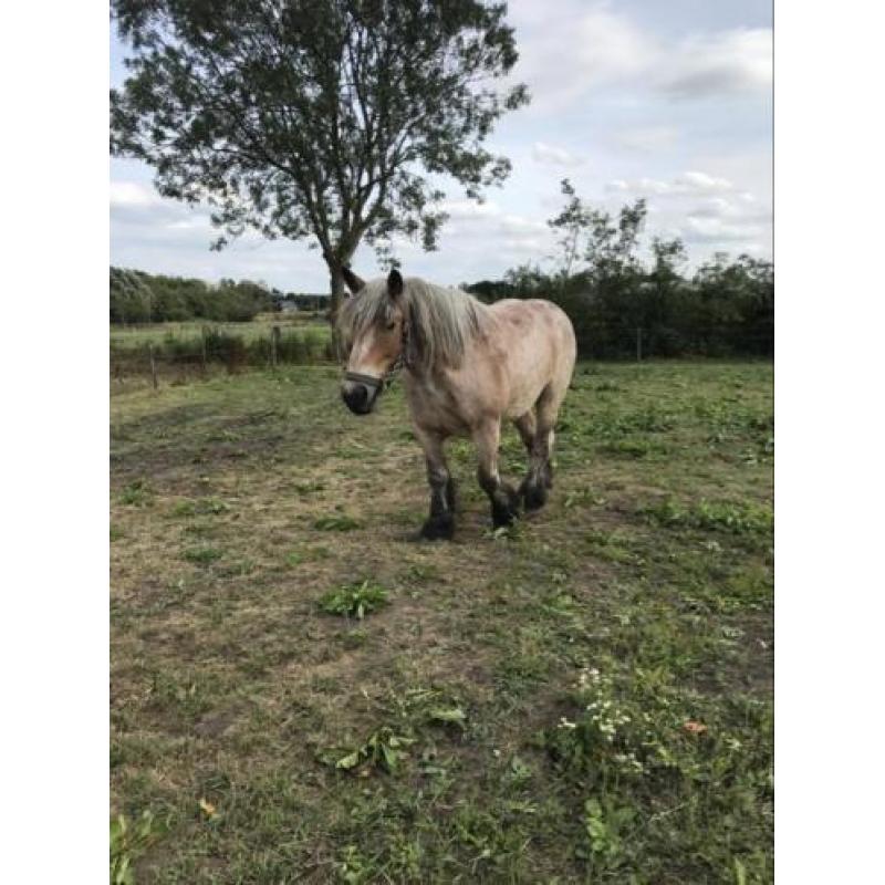 Te Koop Trekpaard Merrie