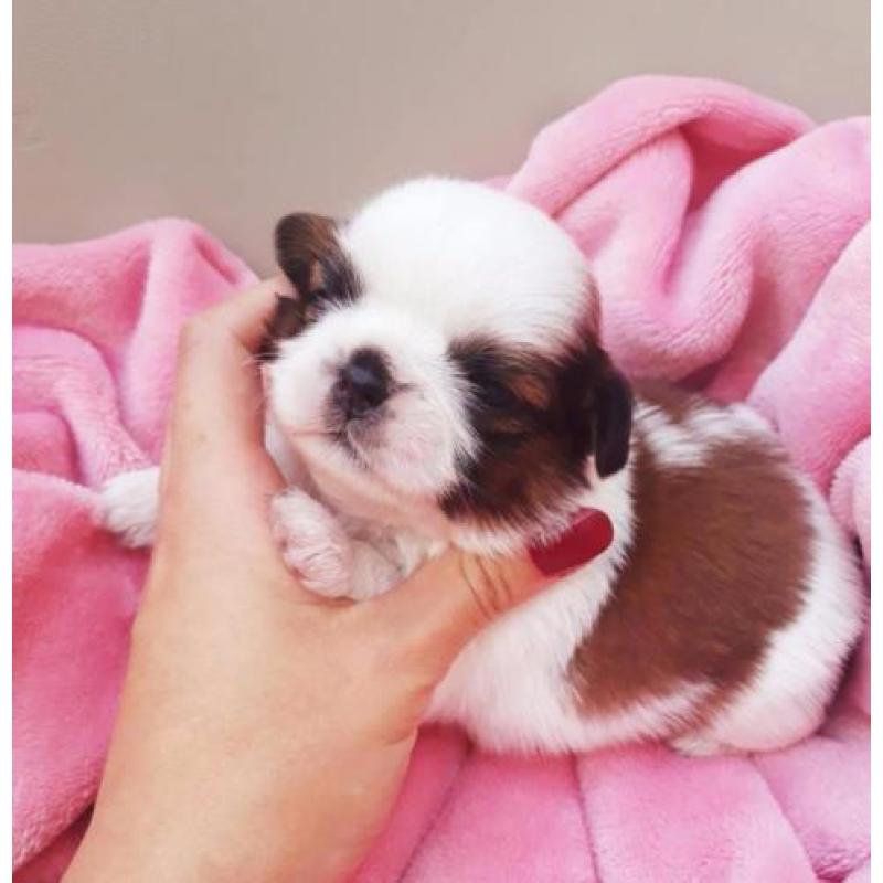 Shih tzu Puppies FCI