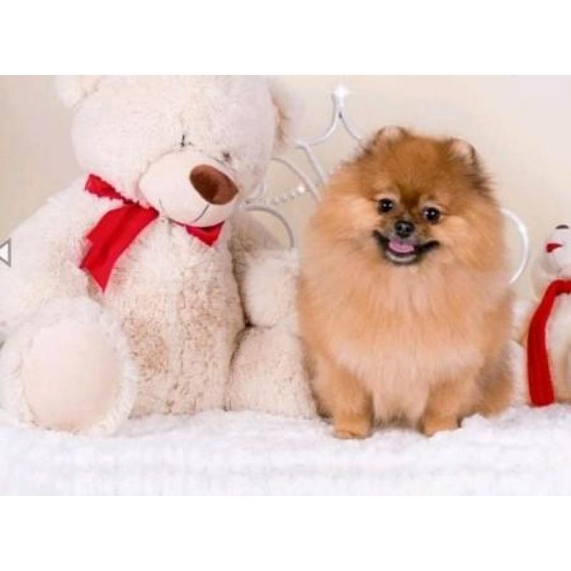 Zeer exclusief Teefje Pomerania/Pomeriaan/Dwergkeesje/FCI