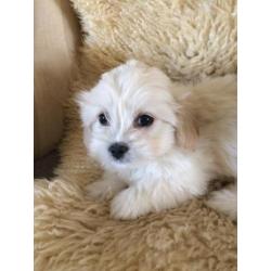Kleinblijvende Boomer pups