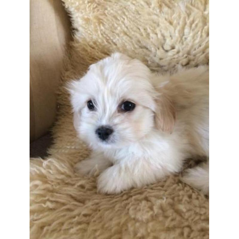 Kleinblijvende Boomer pups