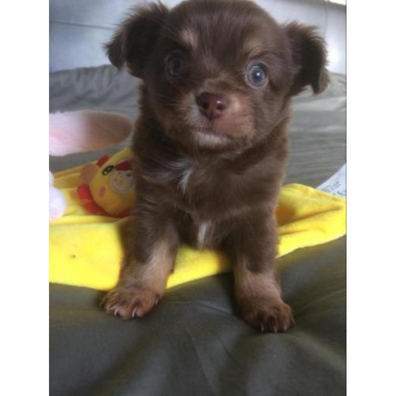 Chihuahua puppys