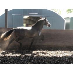 stoere P.R.E Andalusier hengst, grote maat.
