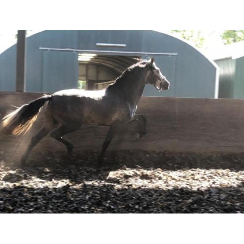 stoere P.R.E Andalusier hengst, grote maat.