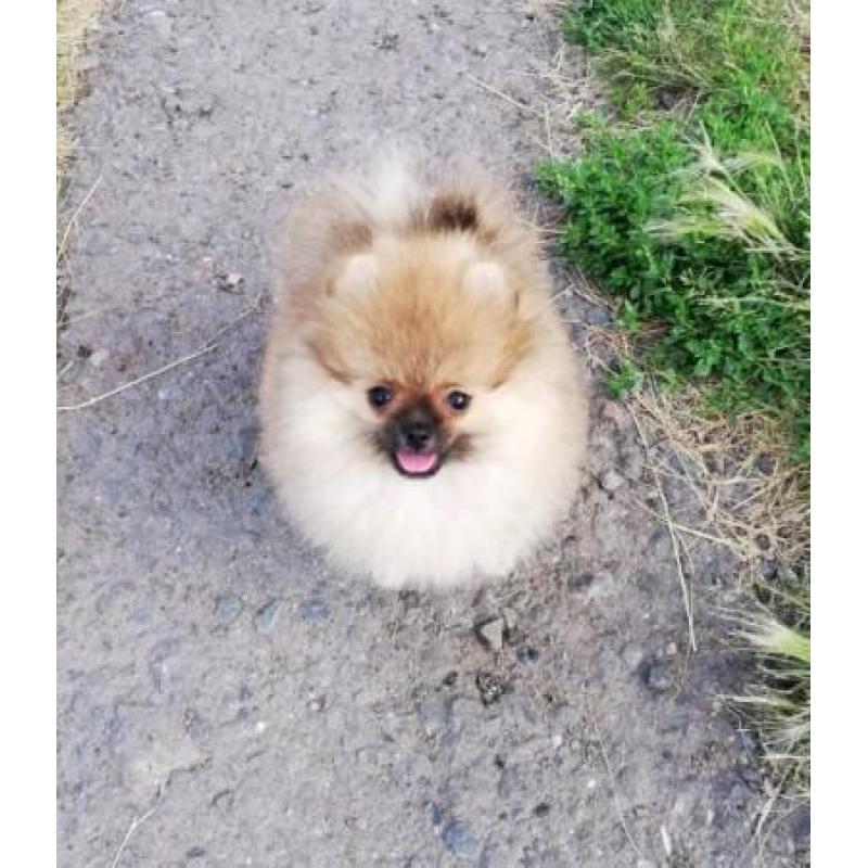 Zeer exclusief Teefje Pomerania/Pomeriaan/Dwergkeesje/FCI