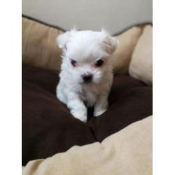 Prachtige Maltese pups
