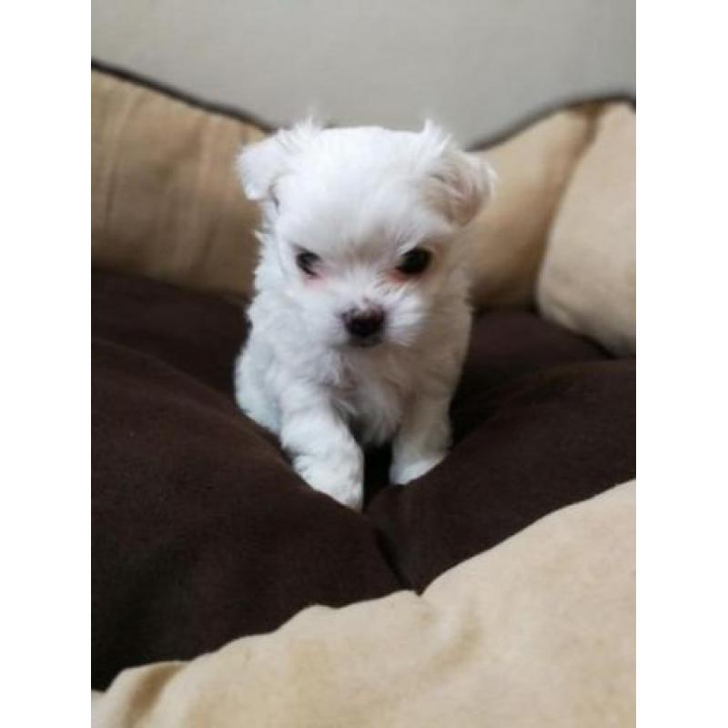 Prachtige Maltese pups
