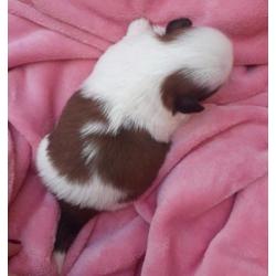 Shih tzu Puppies FCI