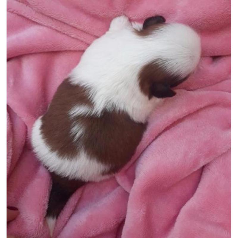 Shih tzu Puppies FCI