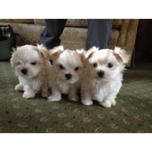 Prachtige Maltese pups