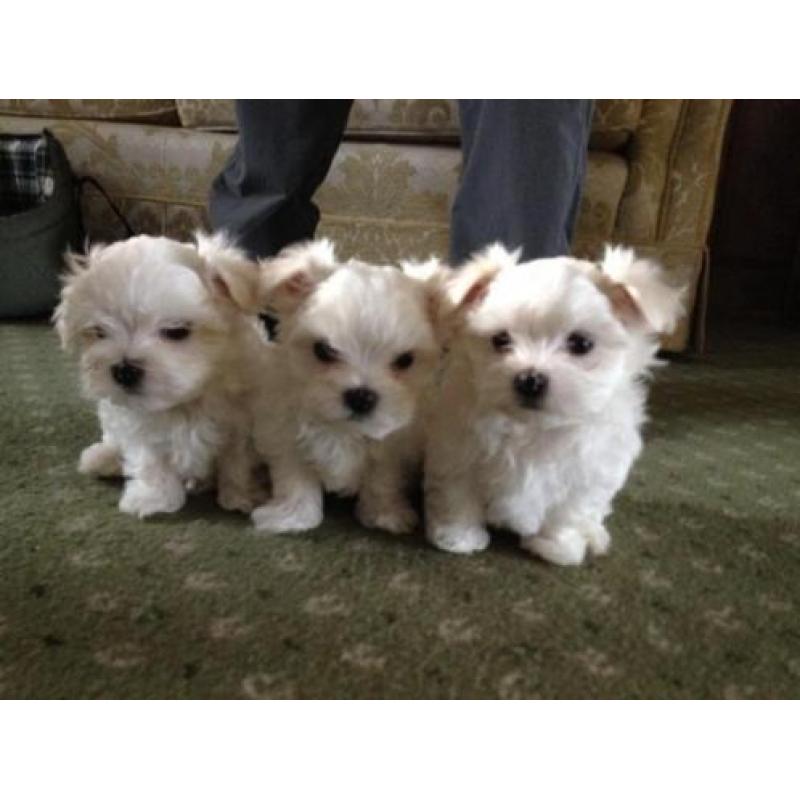 Prachtige Maltese pups
