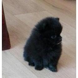 Pomchi reu