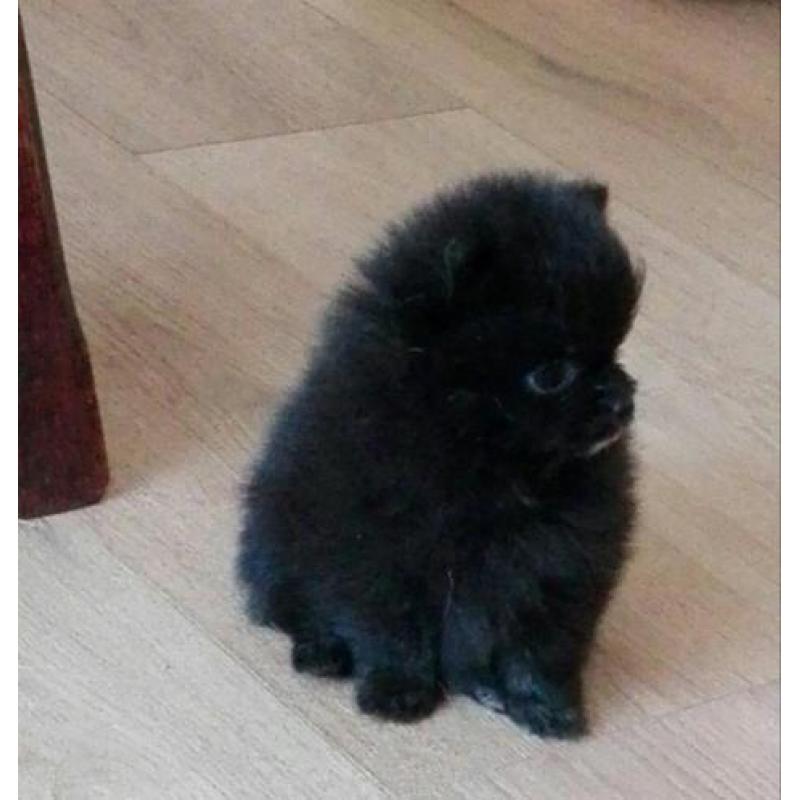 Pomchi reu