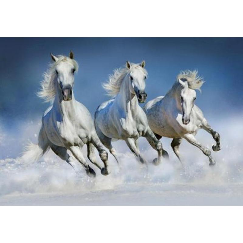 Paarden fotobehang Shire, Paarden vliesbehang strand