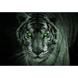 Fotobehang Tijger Gratis Lijm en Verzenden1153