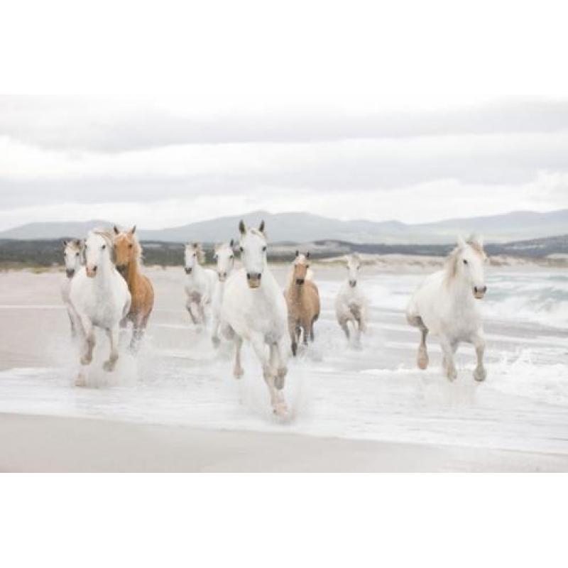 Paarden fotobehang Shire, Paarden vliesbehang strand